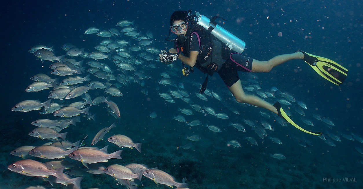 Thailand 2015 - Ko Tao - Vivaneau Hublot - Lutjanus russellii _IMG_3530_rc.jpg